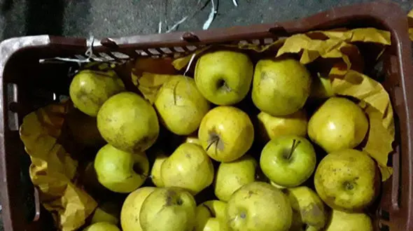 هزار تن سیب‌ شب عید در دماوند فاسد شد !