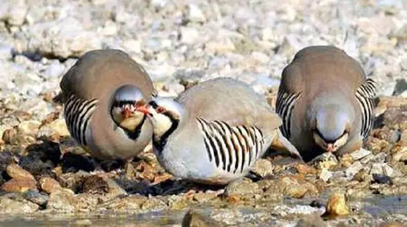 دستگیری 4 شکارچی در بوکان/ آنها زنده گیر کبک بودند