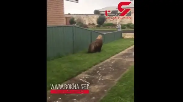 فک دریایی زنی را به جرم مزاحمت دنبال کرد+ فیلم