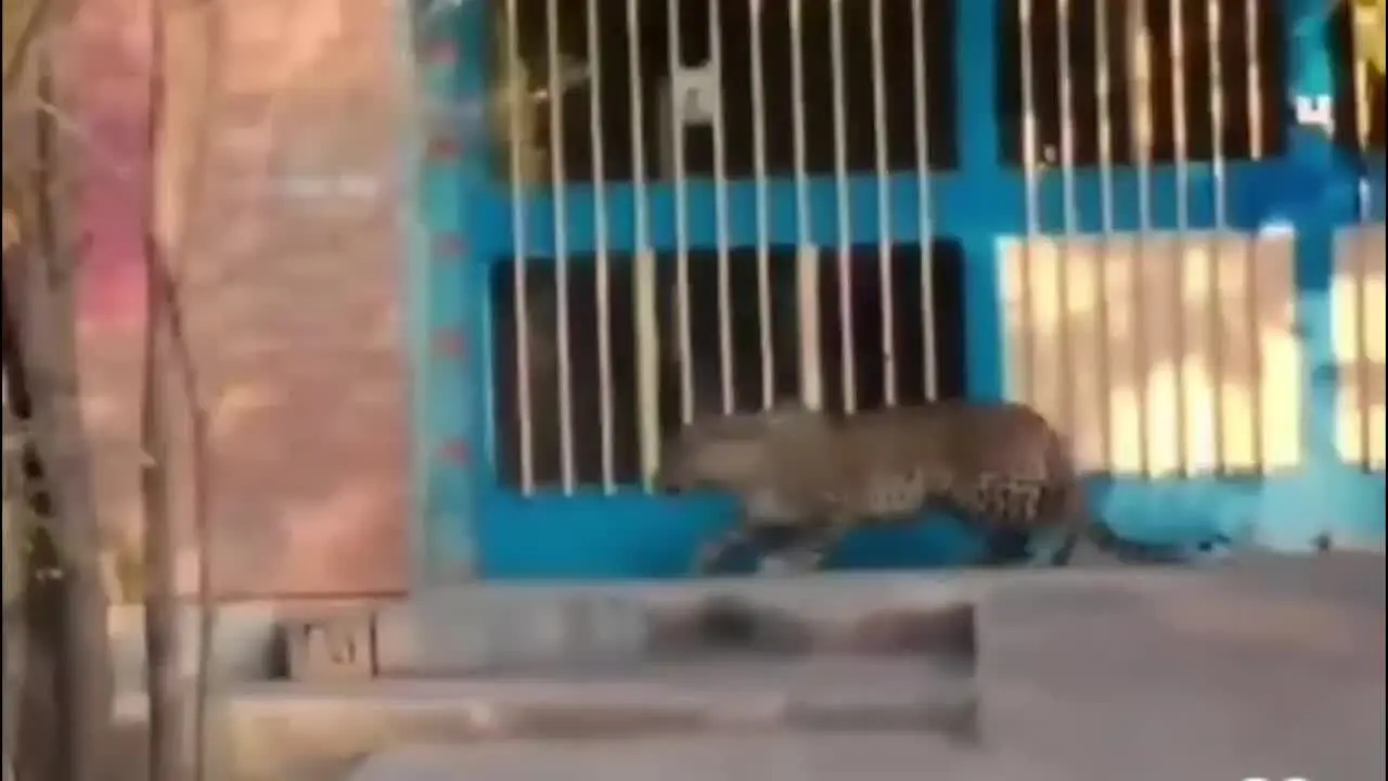 سوپری علیرضا پلنگ