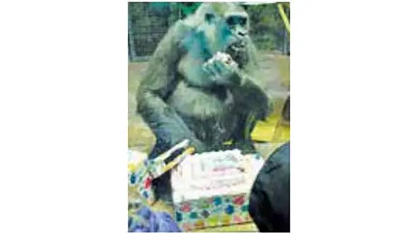  پیرترین گوریل دنیارا ببینید!+عکس