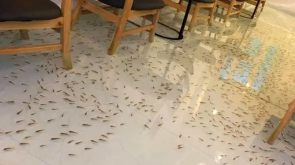 ماهی ها در این رستوران سکته می کنند+عکس