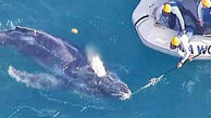 نجات بچه نهنگ از درون کیسه زباله + عکس