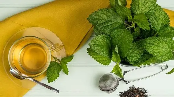 با خواص بی‌نظیر بادرنجبویه آشنا شوید!