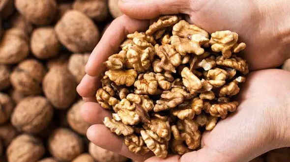 خواص بی نظیر گردو