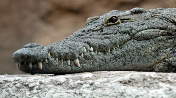 از شکار شدن تمساح توسط هم نوع خودش تا کفتار به دنبال گوزن یالدار 