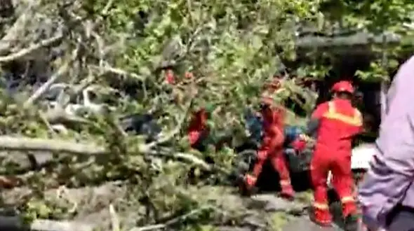 فیلم سقوط درخت در خیابان ولیعصر روی خودروی تهرانی ها 