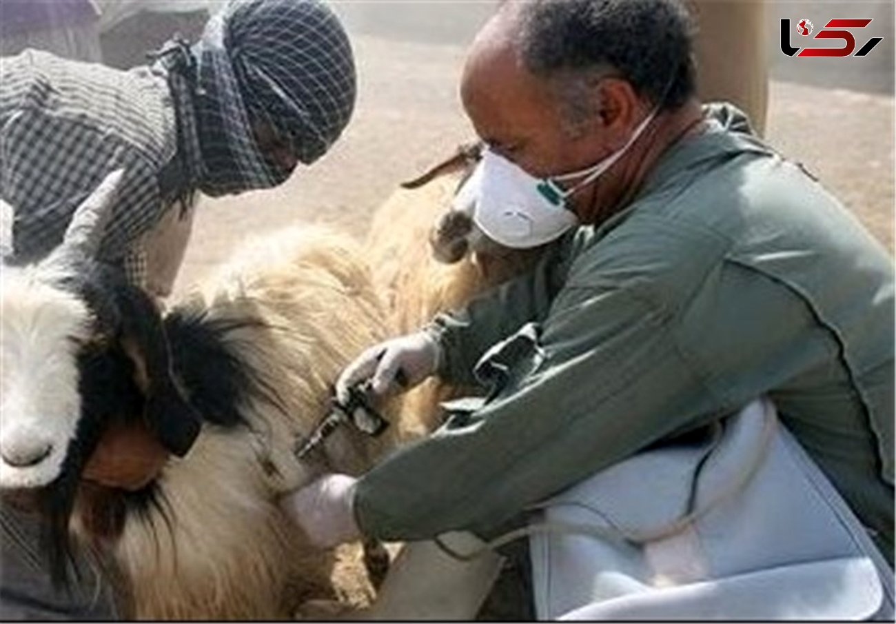واکسیناسیون بیش از ۷۰ درصد دام عشایری استان جهت مقابله با بیماری آبله گوسفند و بز
