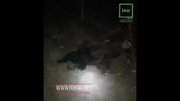 نجات خرس قهوه ای از مرگ در سوادکوه + فیلم 