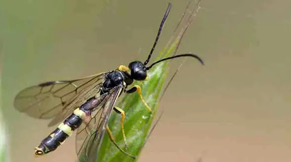 حمله سوسک و زنبورها به نزدیکی تهران!