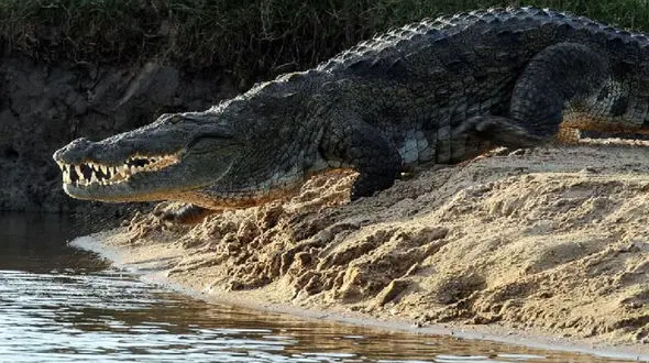 تمساح دختر 8 ساله را خورد ! / سر کودک از دهانش بیرون زد!