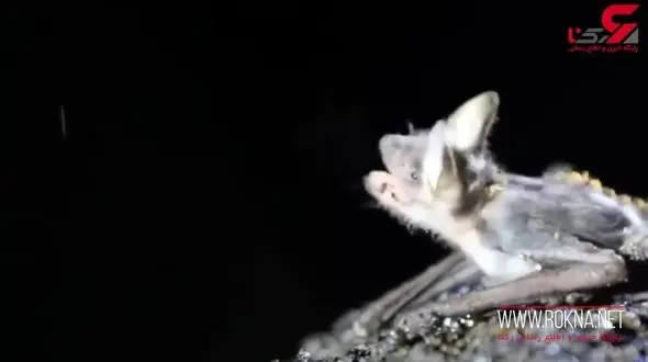 خواب زمستانی خفاش‌ها در یخچال+فیلم