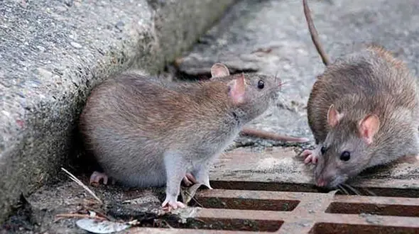 تولید مرگ موش نانویی در ایران