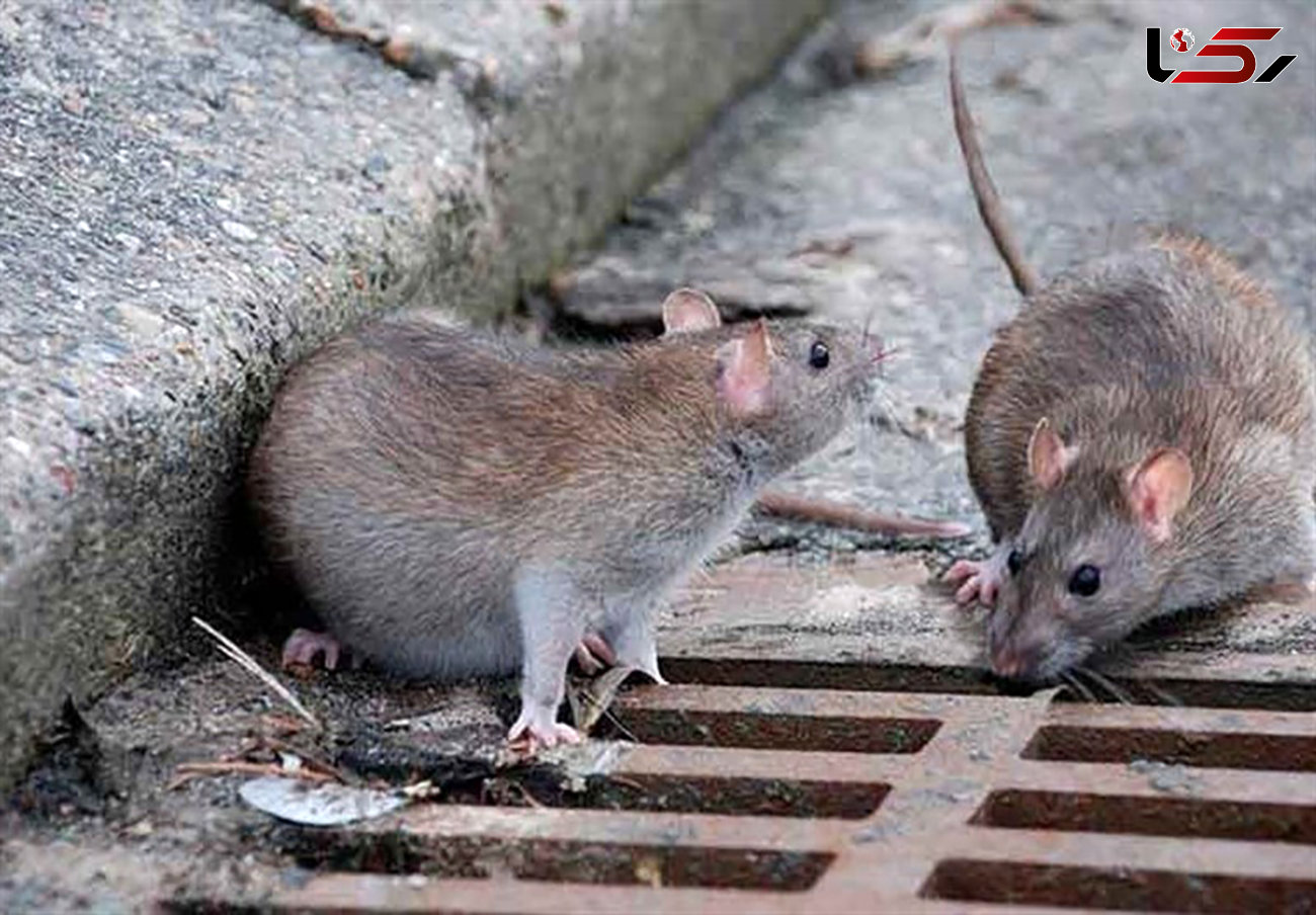 تولید مرگ موش نانویی در ایران