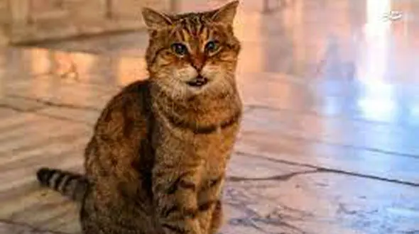 فیلم حمله باورنکردنی یک موش شجاع به گربه ترسو / شوکه می شوید