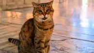 فیلم حمله باورنکردنی یک موش شجاع به گربه ترسو / شوکه می شوید