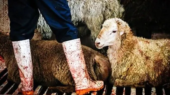 پشت پرده کشتار دام‌های آبستن در کشتارگاه فساران