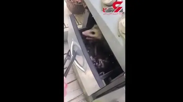 لانه کردن حیوان در اجاق گاز + فیلم