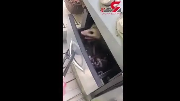 لانه کردن حیوان در اجاق گاز + فیلم