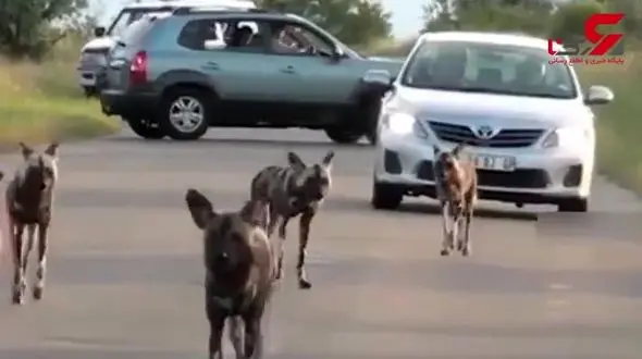 کفتارها خرگوش را جلوی چشم توریست ها تکه تکه کردند+ فیلم 