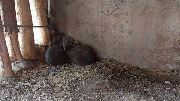 توله‌خرس گم‌شده در پردیسان همچنان ناپیدا است /  آغاز تحقیقات حراست سازمان حفاظت محیط زیست