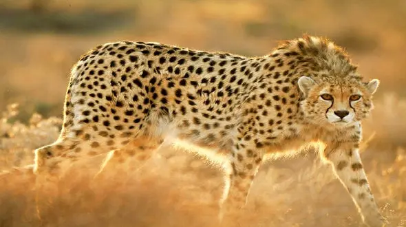 خطر انقراض پلنگ ایرانی قوت گرفت + جزئیات