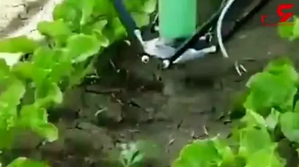 رباتی برای از بین بردن علف‌های هرز + فیلم 