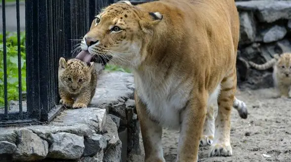 علت اصلی بوی بد باغ‌وحش تهران حیوانات نیستند