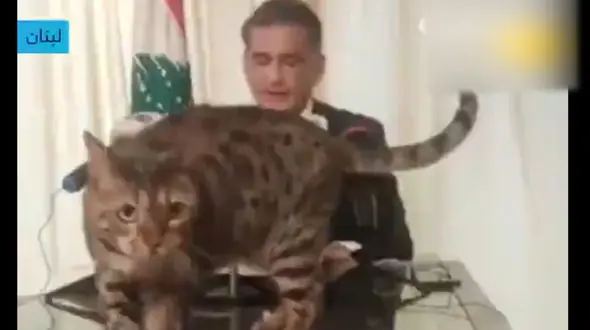گربه ای که وارد عالم سیاست شد + فیلم