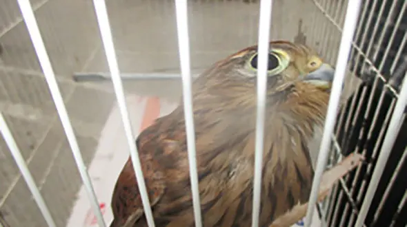 کشف پرنده شکاری کمیاب در گلوگاه