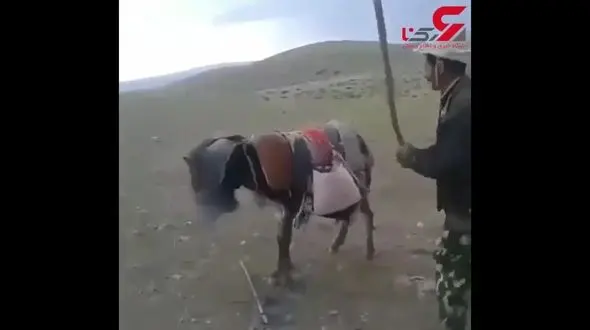 شکنجه یک الاغ با دستان بسته ! / مرد حیوان آزار کیست؟ + فیلم تکاندهنده