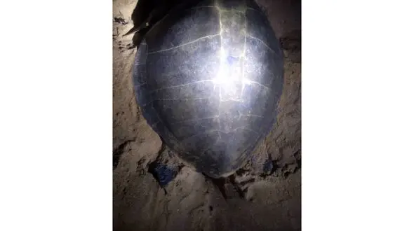 دومین تخم گذاری لاک پشت زیتونی در سواحل نای بند پس از ۱۲ سال ! 