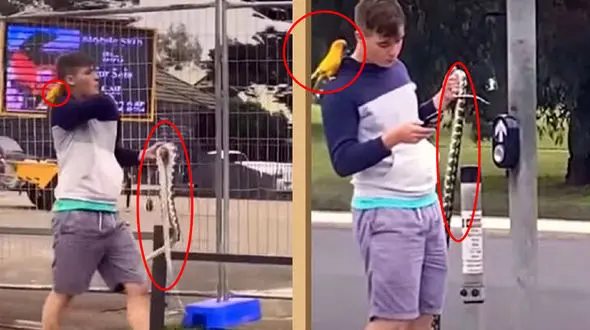 قدم زدن مرد جوان با مار و طوطی در کنار هم ! + فیلم و عکس