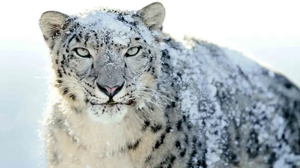 ببینید / پلنگ برفی پادشاه یخ + فیلم 