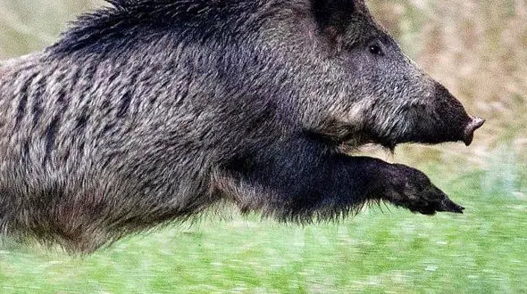 از حمله گراز به مرد تا برخورد خرگوش در جاده به شیشه ماشین