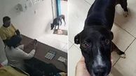 سگ سرطانی با پای خود به کلینیک دامپزشکی رفت! +فیلم
