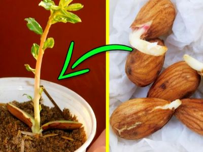 چگونه بادام را در گلدان بکاریم؟ روش‌های پرورش و مراقبت