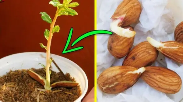 چگونه بادام را در گلدان بکاریم؟ روش‌های پرورش و مراقبت