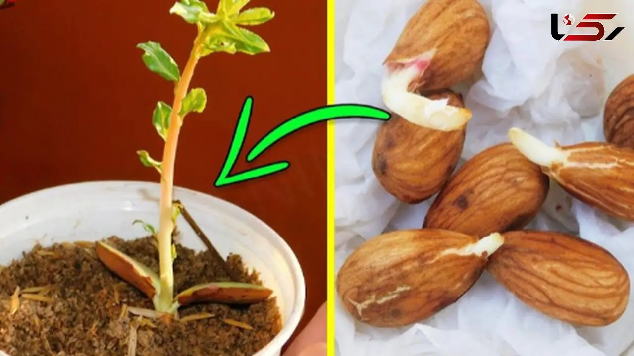 چگونه بادام را در گلدان بکاریم؟ روش‌های پرورش و مراقبت
