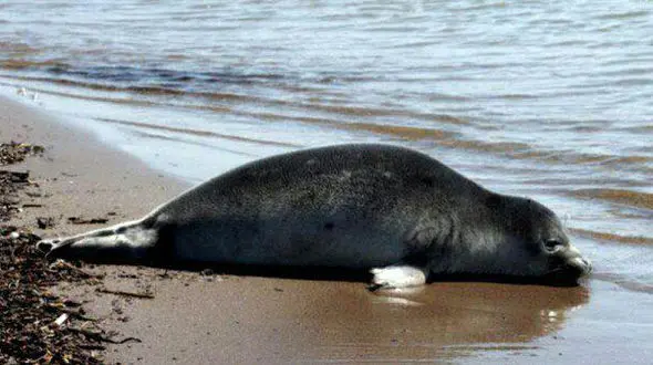 فوک خزری در سواحل گیلان قربانی عدم آگاهی مردم شد