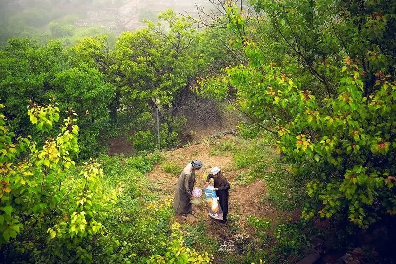 مردم عمان در حال چیدن گل محمدی در جبل الاخضر