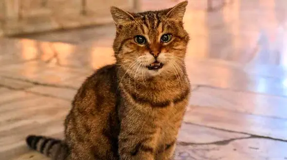 گربه ای که صاحبش را میلیاردر کرد + فیلم