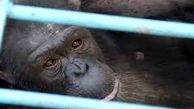 مرگ شامپانزه‌ی 18 ساله در باغ وحش ارم /  توضیح محیط زیست استان تهران