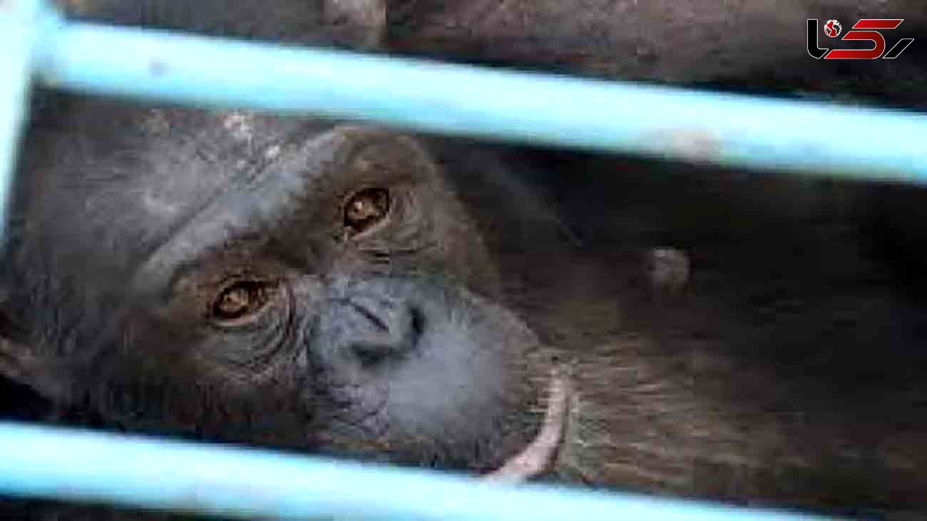 مرگ شامپانزه‌ی 18 ساله در باغ وحش ارم /  توضیح محیط زیست استان تهران