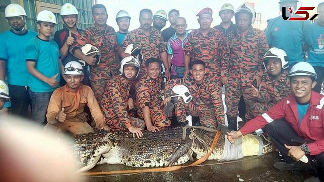 با تمساح 6 متری آنقدر سلفی گرفتند که مرد/این تمساح از فاضلاب نجات داده شد اما....+عکس های پیش از مرگ تمساح