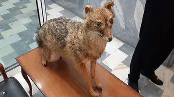  ۹ گونه نادر تاکسیدرمی شده در شاهرود کشف شد