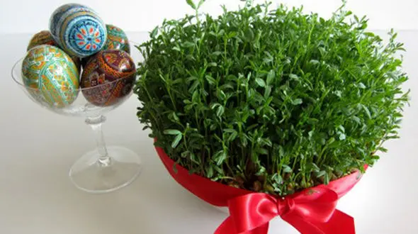 آموزش سبز کردن سبزه عید / از هسته نارنج گرفته تا بذر خاکشیر