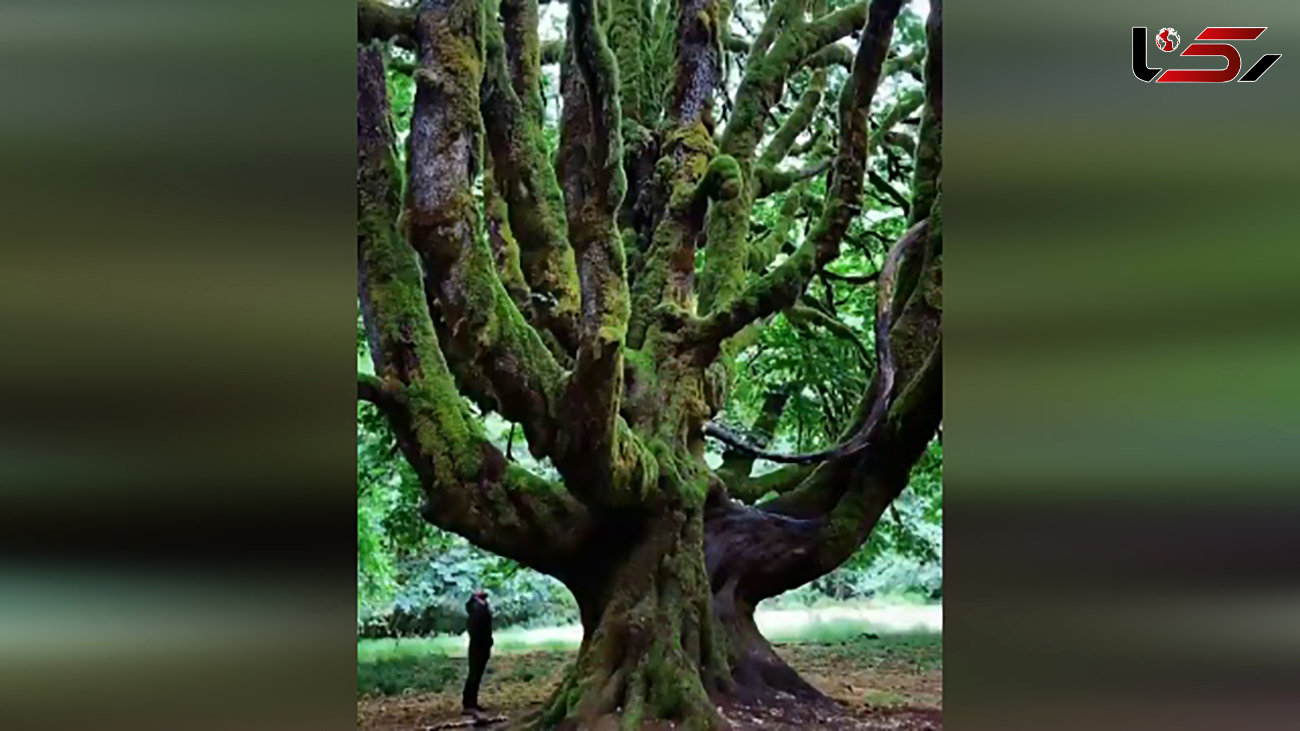 این درخت عجیب را ببینید + فیلم
