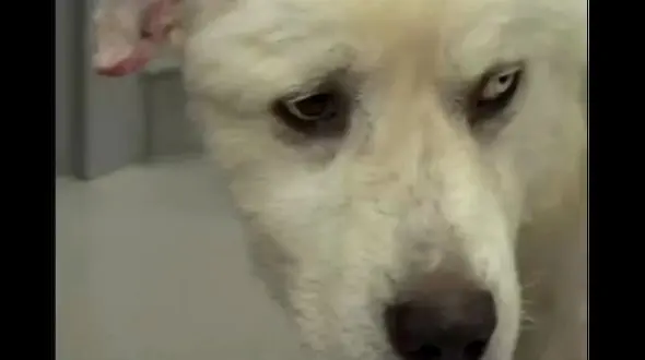 فیلم جدال فداکارانه  سگ گله با 8 گرگ ! 