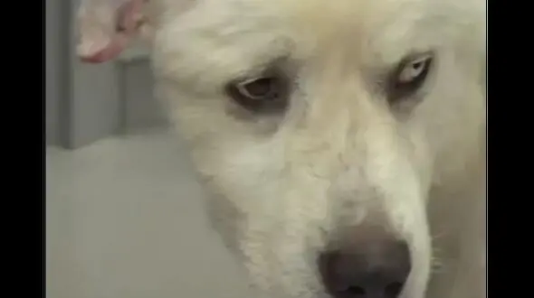 فیلم جدال فداکارانه  سگ گله با 8 گرگ ! 